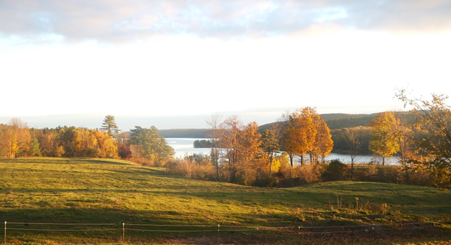 Horses grazing above Lake Champlain