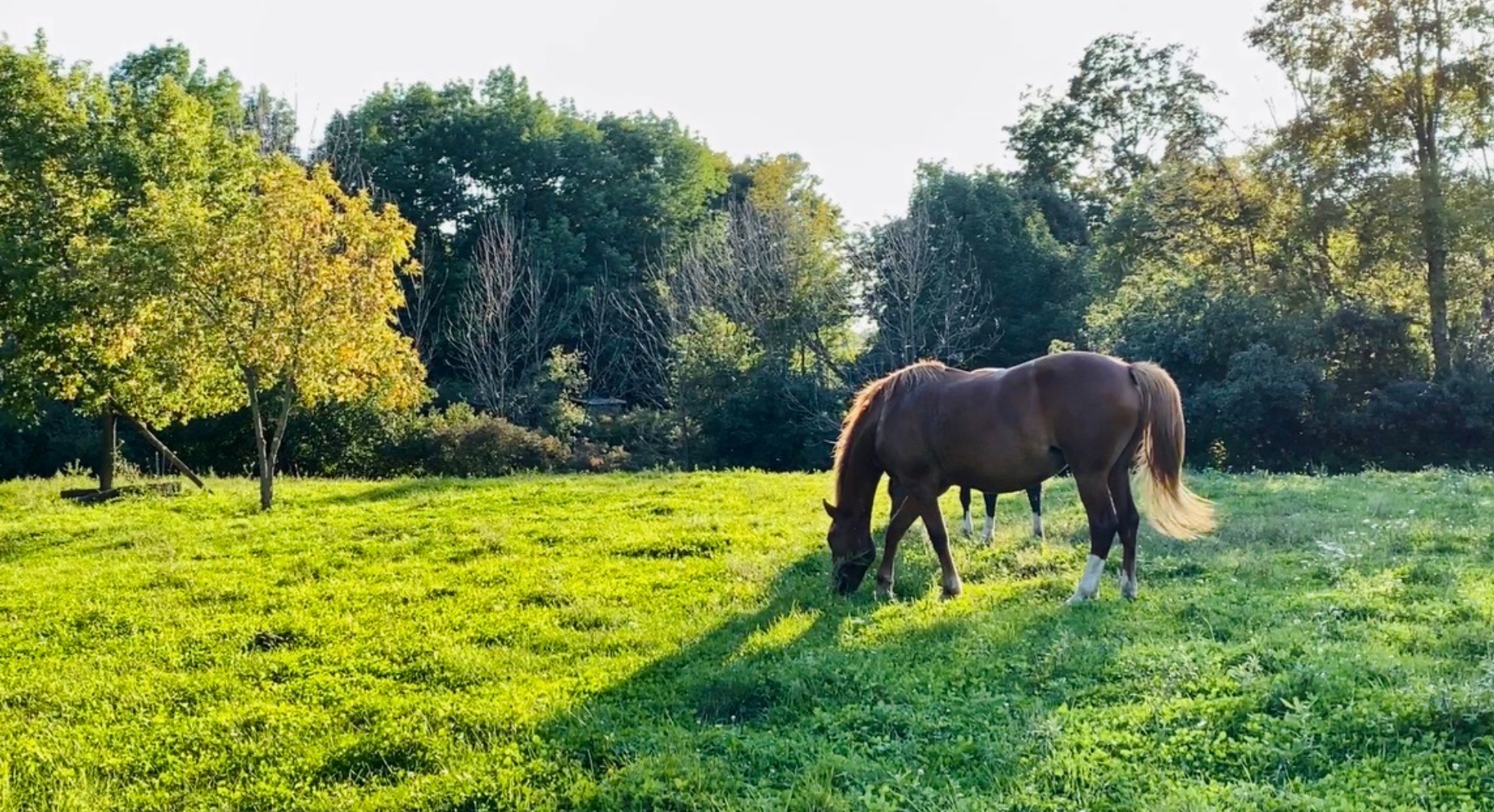 American Warmblood Mares